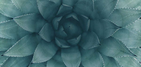 Close up image of a succulent with pointed tips.