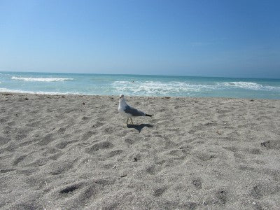 A seagull in the sand with the bright ocean behind and a perfectly clear sky.